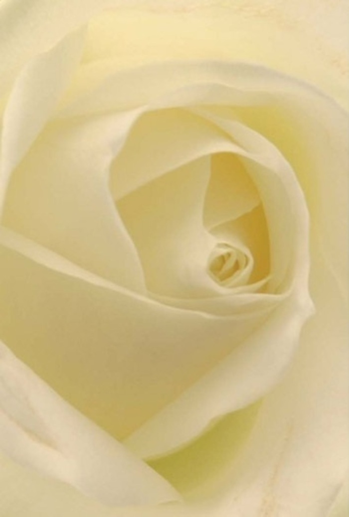 From a florist's vantage point in lively Hornsey, gazing up close at this elegant white rose is like witnessing the serene harmony of urban and natural beauty. Its petals spiral softly from the heart, each a lesson in tranquility, blending rich shades of white, cream, and just a breath of pale yellow that echo the light filtering through the leafy avenues of Priory Park. The gentle illumination seems to rise from within the bloom itself, as if Hornsey's quiet energy has settled upon each petal. The sophisticated layering hints at the florist's experienced hands-each fold arranged with purpose and subtlety, forming a bloom that's perfect for heartfelt occasions. Whether intended as a tender apology for a loved one near Tottenham Lane, or as an elegant centrepiece for a wedding at a local venue, this rose's beauty is both refined and sincere. The spiral at its centre promises purity, while shadow and light play across the petals, amplifying the flower's quiet resilience. A delicate, soothing fragrance hovers just out of sight, the kind that brings calm to bustling days. In every detail, this rose encapsulates the understated grace that Hornsey's local flower shops are known for-where each composition is crafted not just for beauty, but for the heartfelt emotions woven into everyday life.